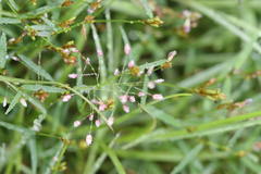 Eragrostis unioloides